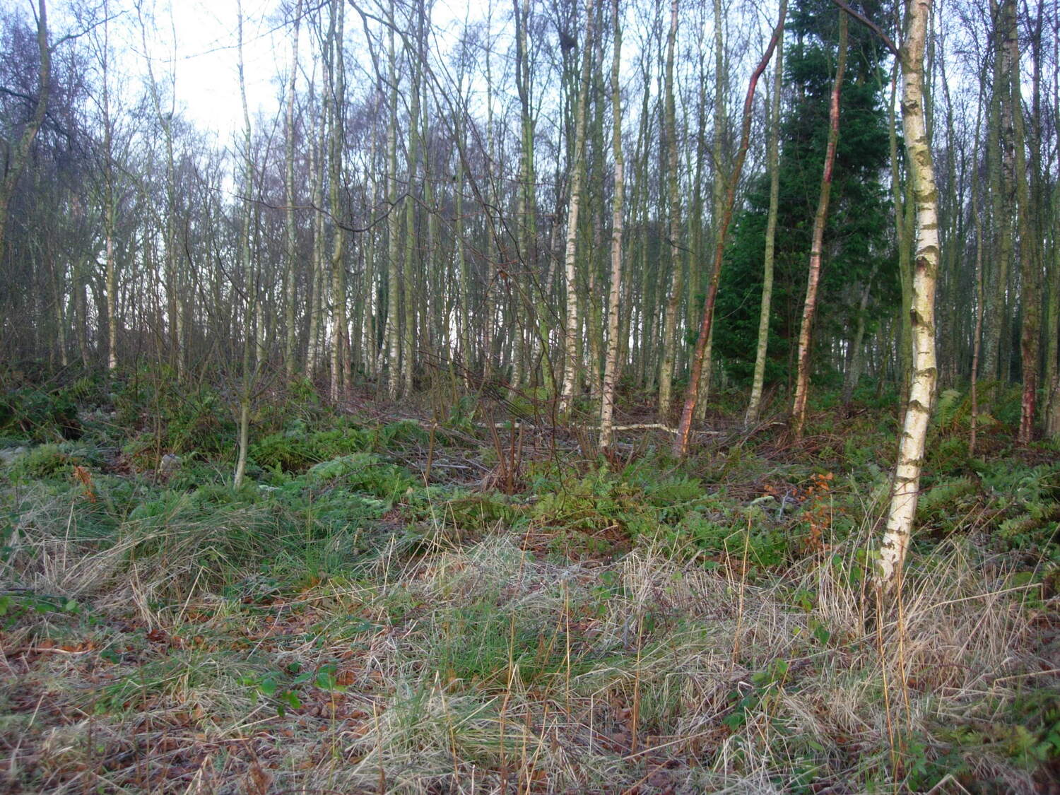 Bishop's Wood, Fife, Scotland