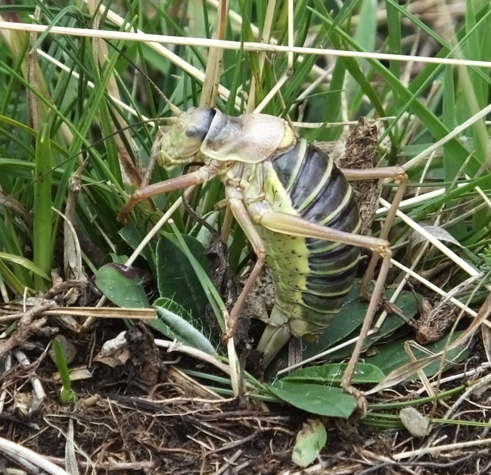 Ephipigger diurnus ovipositing